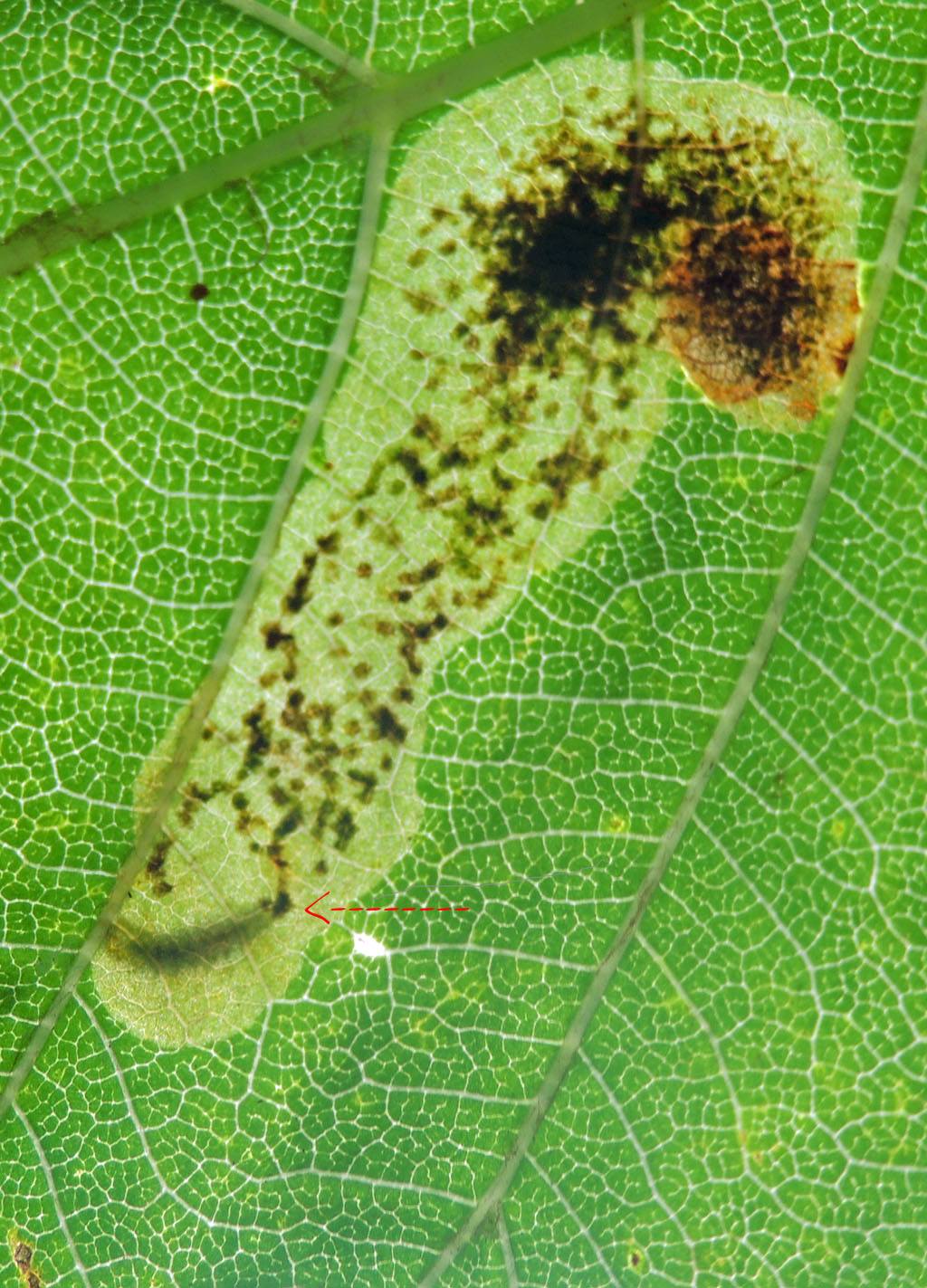 Cameraria ohridella